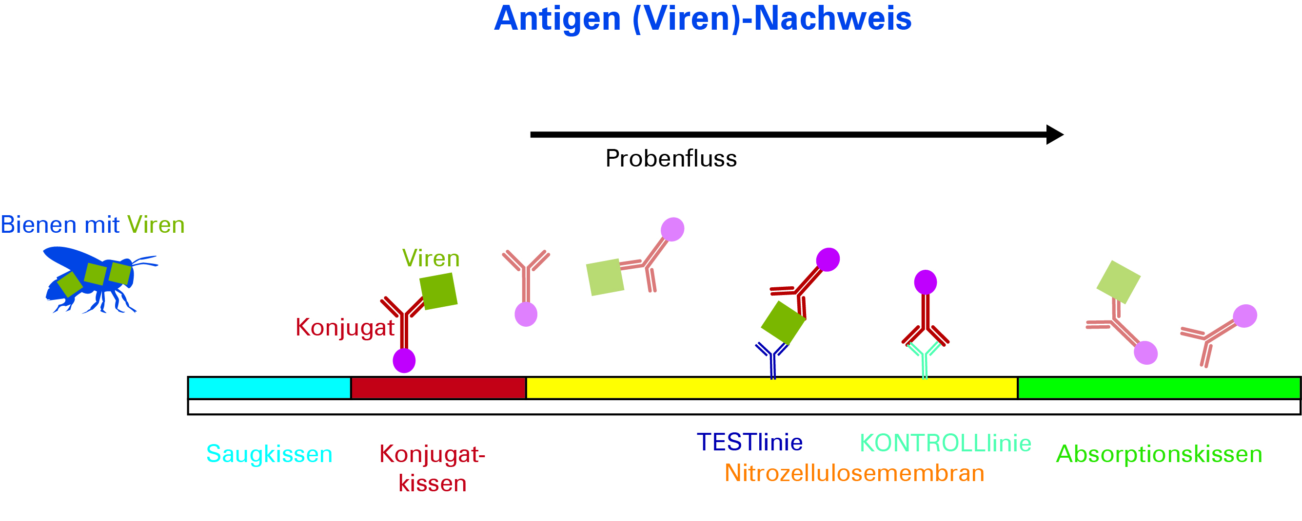 Schematische Darstellung des Testprinzips