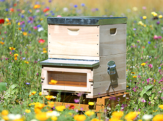 Heidemagazin steht auf blühender Wiese