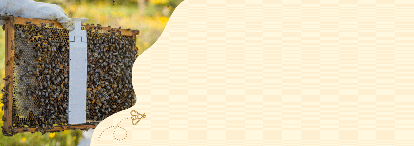 Links ist ein klecksförmiger Bildausschnitt mit einer Wabe auf der Calistrip BIOX angewendet wird. Daneben fliegt eine Biene mit gepunkteter Linie in das Banner, das einen hellbeigen/gelben Hintergrund hat