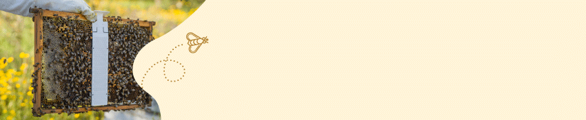 Links ist ein klecksförmiger Bildausschnitt mit einer Wabe auf der Calistrip BIOX angewendet wird. Daneben fliegt eine Biene mit gepunkteter Linie in das Banner, das einen hellbeigen/gelben Hintergrund hat