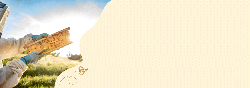 Links ist ein klecksförmiger Bildausschnitt mit einem Imker, der eine Wabe in die Sonne hält zu sehen. Daneben fliegt eine Biene mit gepunkteter Linie in das Banner, das einen hellbeigen/gelben Hintergrund hat