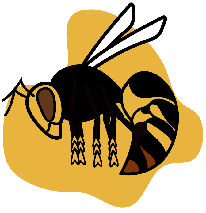 Vespa Velutina