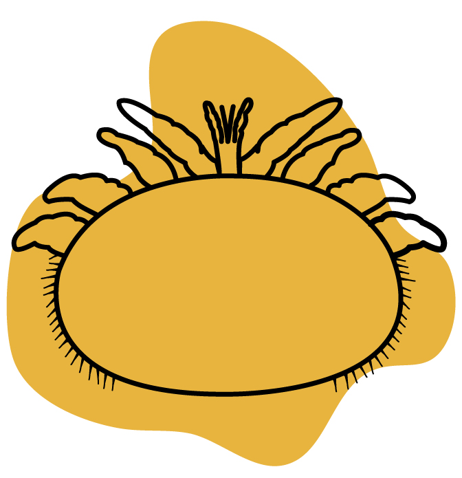 Varroa und Reinigung