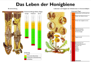 Lehrtafel - Das Leben der Honigbiene, Frontansicht