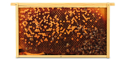 Special Offers Virtual bee colony DN