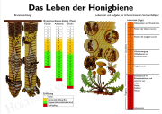 Fundgruben Lehrtafel - Das Leben der Honigbiene