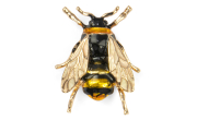 Bienenbrosche 